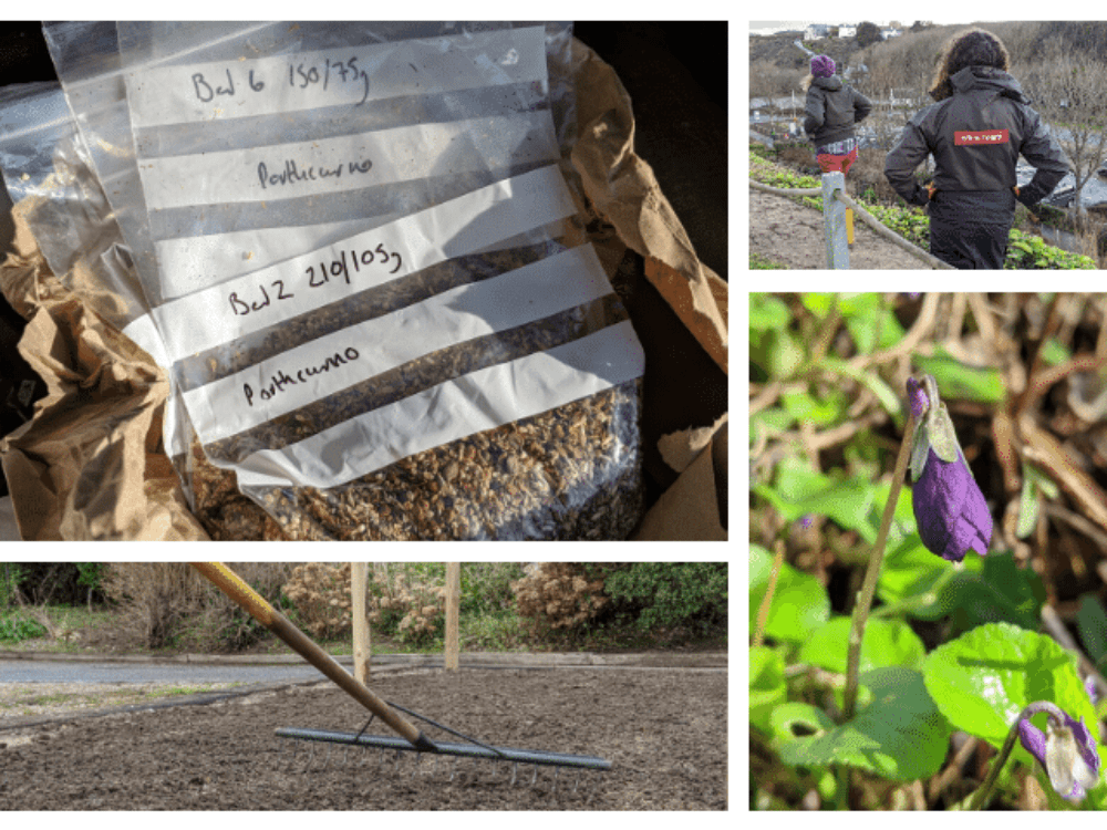 Wildflower Planting in Porthcurno