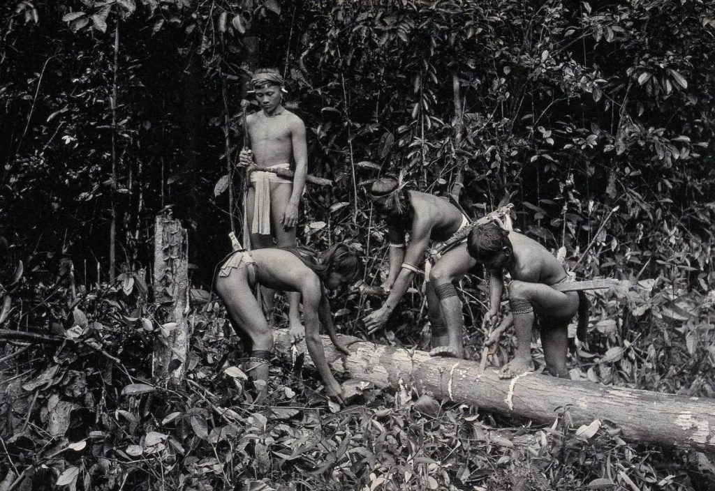 Dayak tribesmen collecting Gutta Percha from a tree trunk in Sarawak, Borneo