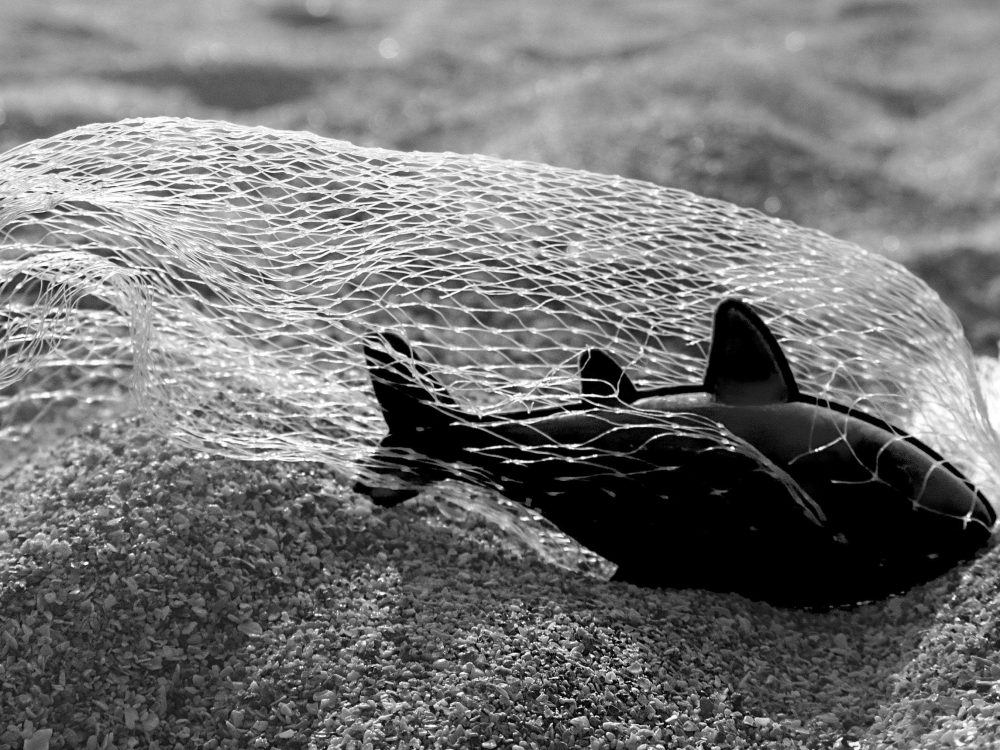 Plastoc fish in net on Porthcurno beach