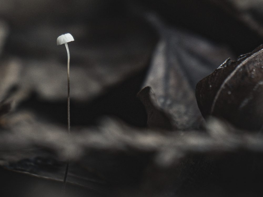 Image of mycelium mushroom within some leaves
